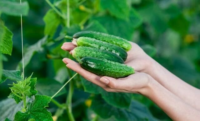 Grow deilig agurk: hemmeligheter erfarne gartnere
