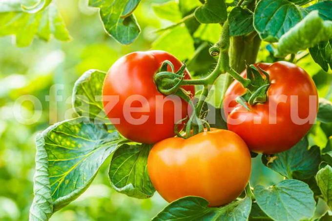 Økende tomater i drivhuset (Foto brukes under standard lisens © ofazende.ru)