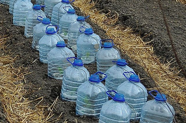 Bilder av 5-liters flasker som er nyttige i hagen