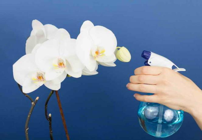 Vanning orkideer. Illustrasjon for en artikkel brukes for en standard lisens © ofazende.ru