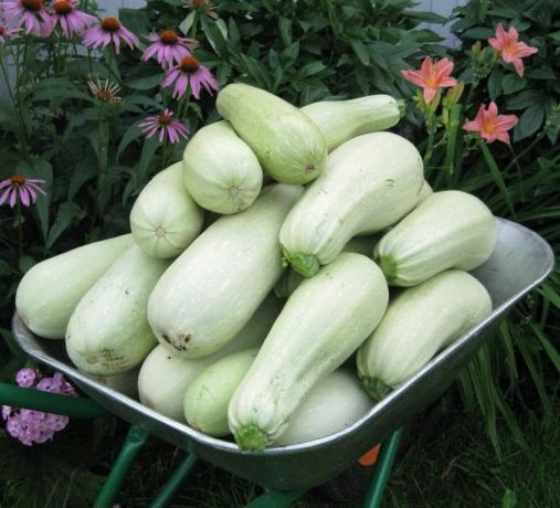 Hva du skal plante i landet, nye varianter av zucchini. hybrider zucchini