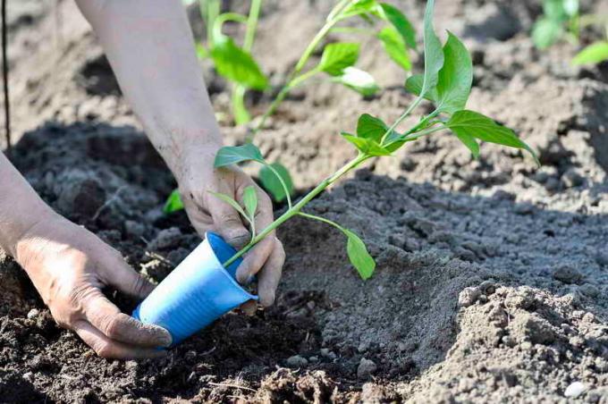 Planting paprika. Illustrasjon for en artikkel brukes for en standard lisens © ofazende.ru
