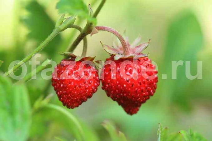 Voksende jordbær. Illustrasjon for en artikkel brukes for en standard lisens © ofazende.ru