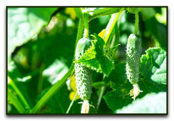 Mest produktive varianter av agurker til å vokse i et drivhus og åpent felt på 2019-2020 år