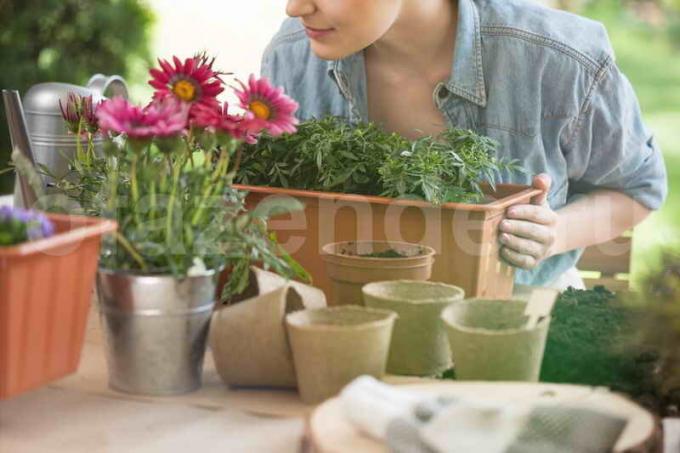 Voksende potteplanter. Illustrasjon for en artikkel brukes for en standard lisens © ofazende.ru