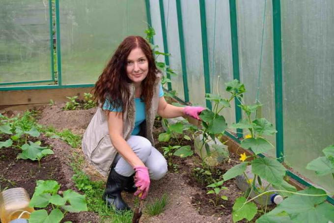 Planting agurker på en metode for hviterussiske tante