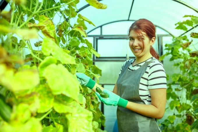 Hva slags agurk plante neste vår