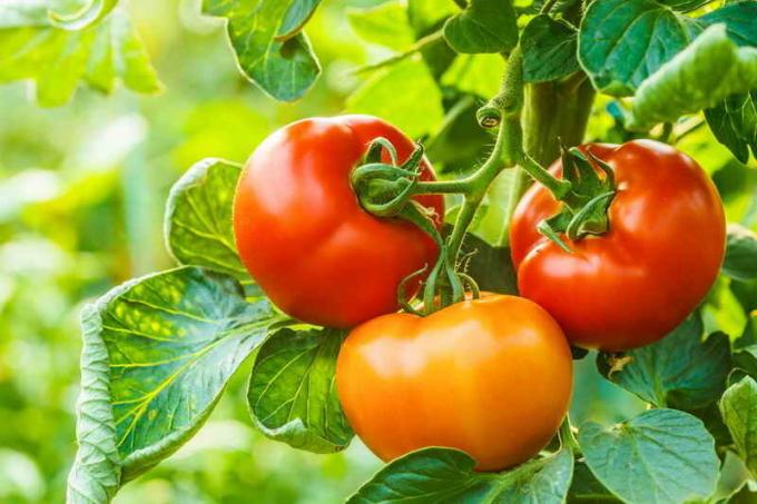 Harvests tomater. Illustrasjon for en artikkel brukes for en standard lisens © ofazende.ru