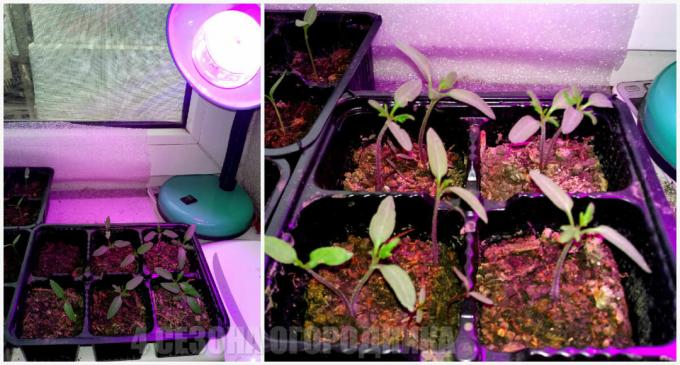 Hvordan å vokse tomater i vinduskarmen