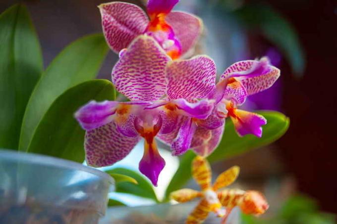 Blomstrende orkideer. Illustrasjon for en artikkel brukes for en standard lisens © ofazende.ru