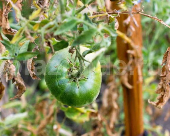 Voksende tomater. Illustrasjon for en artikkel brukes for en standard lisens © ofazende.r