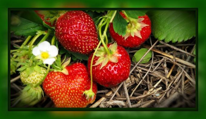 At det er nødvendig å foreta en jordbær i høst: Bare 5 trinn til en flott høst, som må gjøres nå