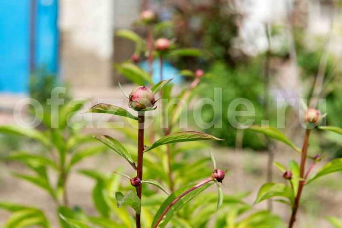 Dårlig blomstrende peoner - grunnleggende feil vare