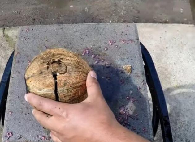 Coconut knuse med en hammer for å komme ut av det et metall ball.