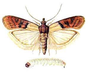 Et farlig skadedyr er fjærmøllen og larven.