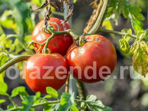Tomater sprekke. Illustrasjon for en artikkel brukes for en standard lisens © ofazende.ru