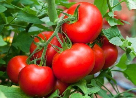 Effektive måter å hjelpe vokse søte tomater