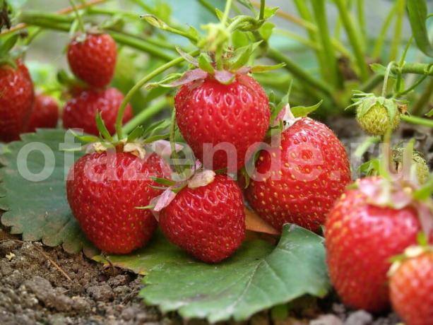 Voksende jordbær. Illustrasjon for en artikkel brukes for en standard lisens © delniesoveti.ru