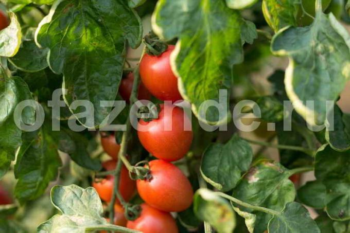 Økende tomater i drivhus. Illustrasjon for en artikkel brukes for en standard lisens © ofazende.ru