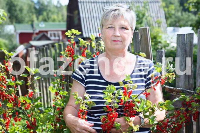 Solbær dyrking. Illustrasjon for en artikkel brukes for en standard lisens © ofazende.ru
