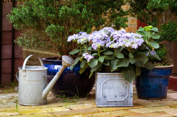 Fra midten av august for å fullføre det anbefales å mate nitrogengjødsel hortensia, og den første høsten måneden - for å stoppe vanne dem. Illustrasjon for en artikkel brukes for en standard lisens © ofazende.ru