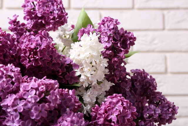 Lilac tiltrekker og herligheter (Foto brukes under standard lisens © ofazende.ru)