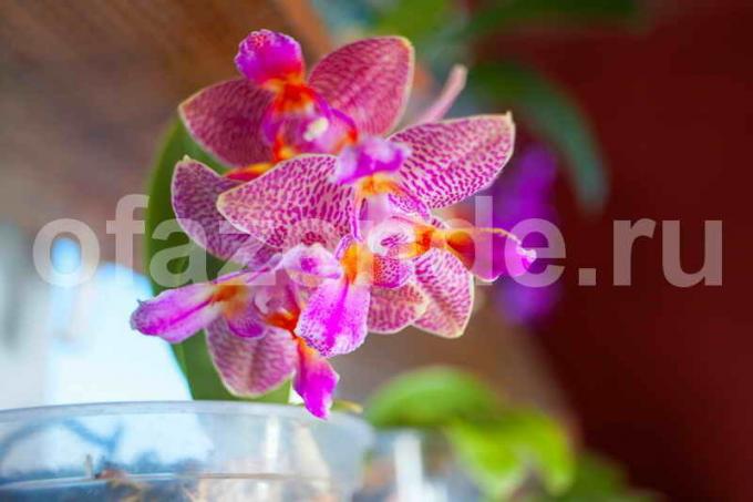 Økende orkideer. Illustrasjon for en artikkel brukes for en standard lisens © ofazende.ru
