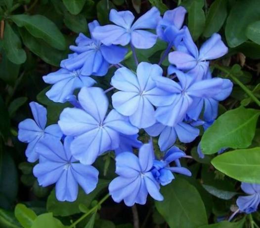 Monokromatiske blå inflorescences