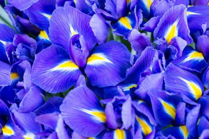 Blooming Iris. Illustrasjon for en artikkel brukes for en standard lisens © ofazende.ru