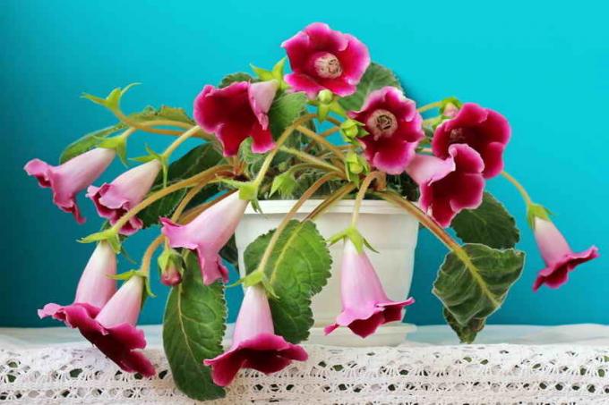 Vanning regime i omsorgen gloxinia hjemme