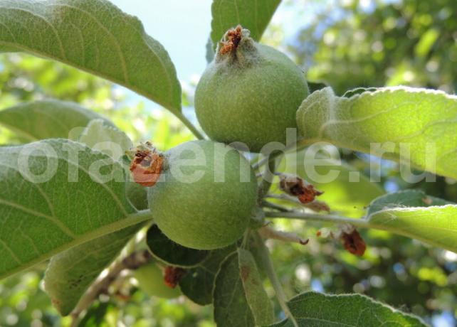 Apple crumble - feed treet