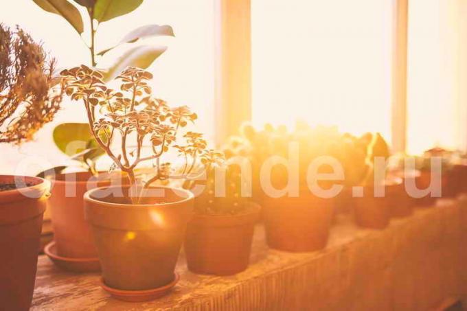 Potteplanter på balkongen. Illustrasjon for en artikkel brukes for en standard lisens © ofazende.ru
