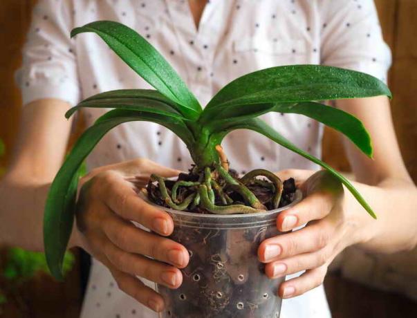 Hvorfor orkide røtter er tørr, og ser ut av potten? Et signal på at det er på tide å ta affære