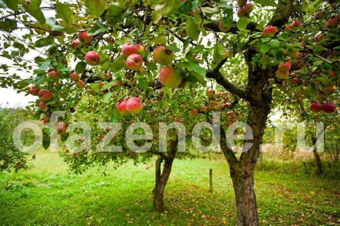 Omsorg for epletrær. Illustrasjon for en artikkel brukes for en standard lisens © ofazende.ru