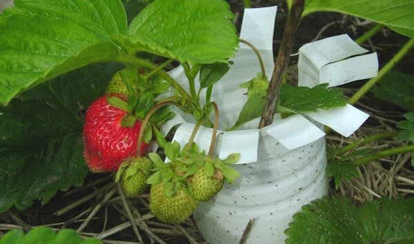 Lag en sikkerhetskopi av jordbær fra skrap materialer: 4 ideer