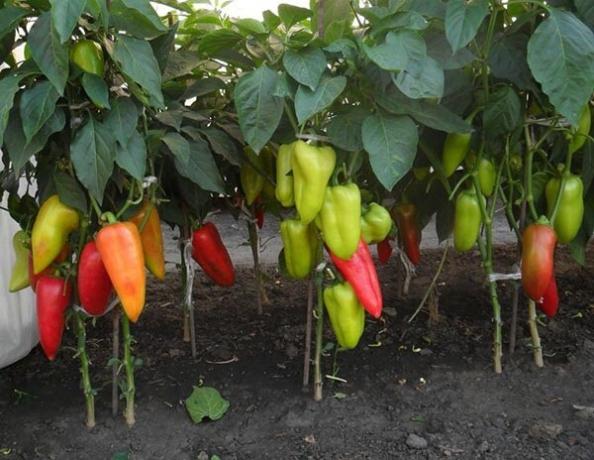 8 tips for god avling av pepper