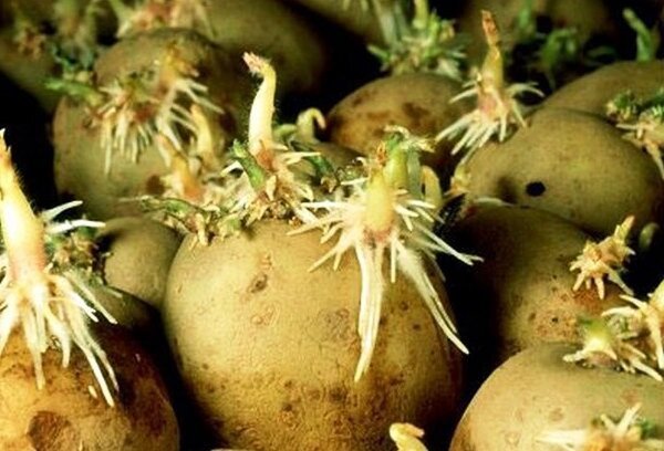 Riktig forberedelse før planting poteter, som vil gi en rik avling