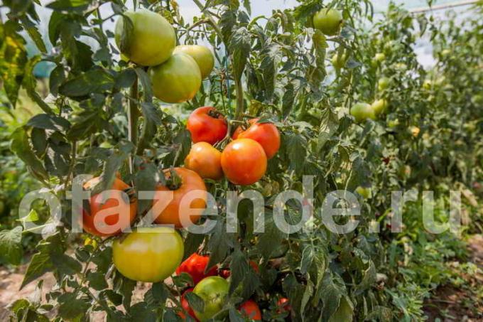 Care tomater. Illustrasjon for en artikkel brukes for en standard lisens © ofazende.ru
