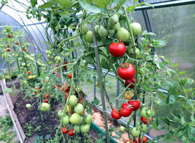 Omsorg for tomater i drivhus (Foto brukes under standard lisens © ofazende.ru)