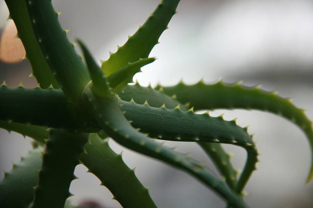 Aloe "Stoletnik" skiller seg fra aloe vera?