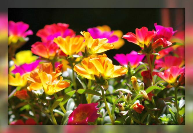 Purslane dekorative - en praktfull blomstring teppe for hage og blomster din senger