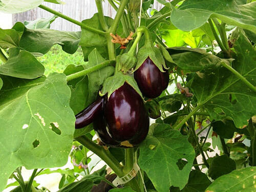 Mulige feil i dyrking av aubergine