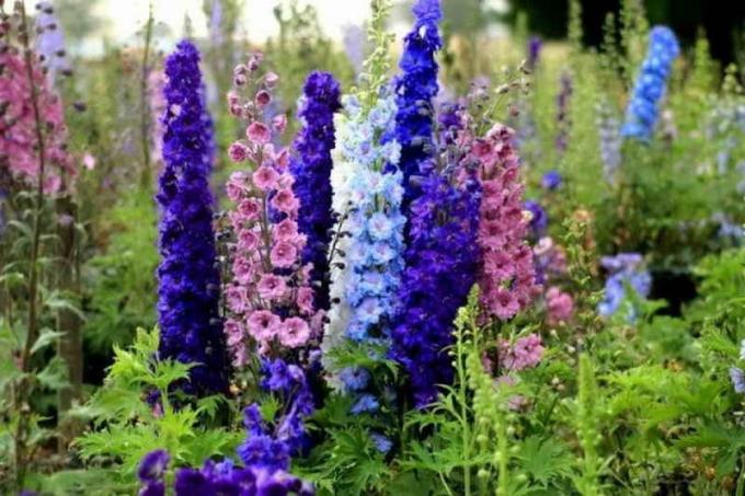 Økende Delphiniums fra frø hjemme