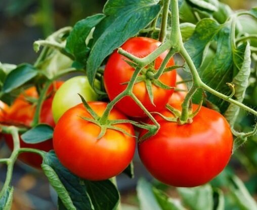 Hvordan utvide fruiting av tomater i august