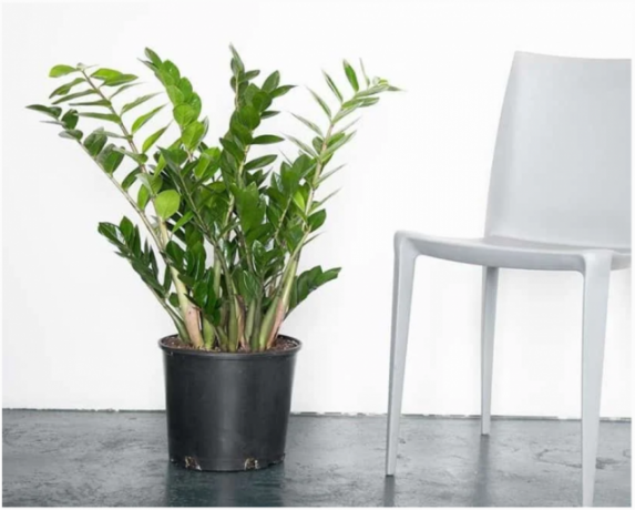 Zamioculcas - en plante som ser kult i interiøret. Illustrasjoner til en artikkel hentet fra internett