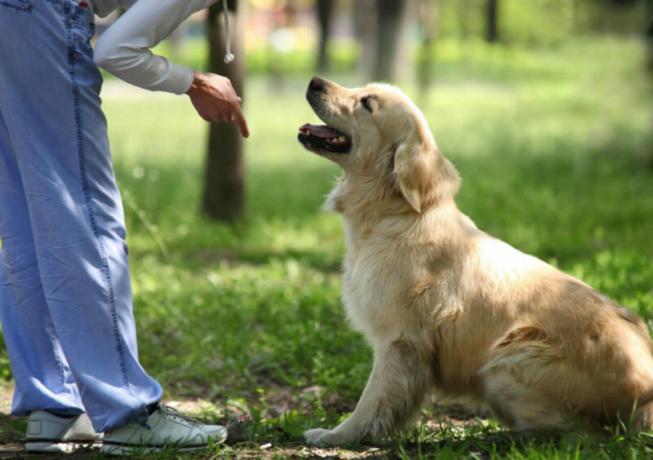 Dog for private hjem: hvilken rase du skal velge?