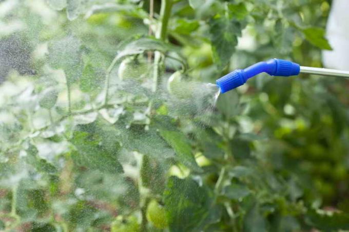 Hvordan beskytte tomater fra visner bladene