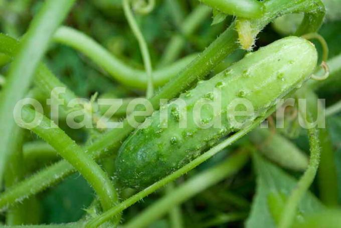 Økende agurker. Illustrasjon for en artikkel brukes for en standard lisens © ofazende.ru