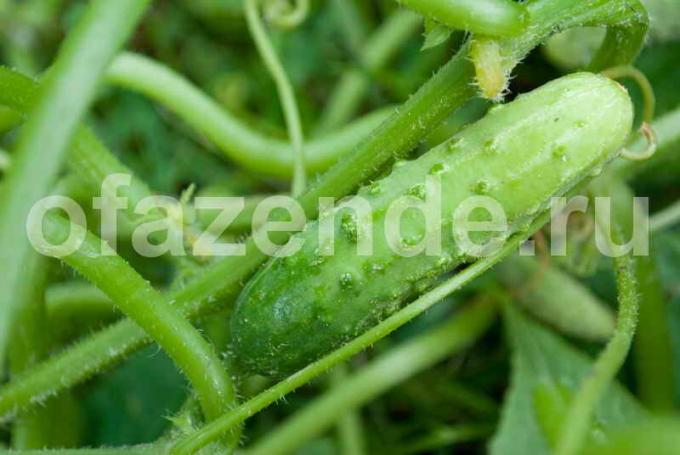 Rich agurk innhøsting. Illustrasjon for en artikkel brukes for en standard lisens © ofazende.ru