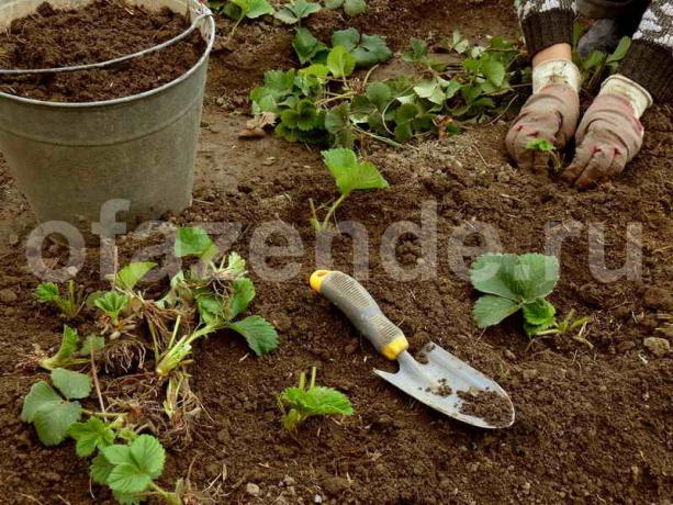 Hvordan plante jordbær i august, for ikke å bekymre deg for høsten neste år?